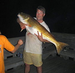 red drum