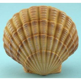 sea shell
